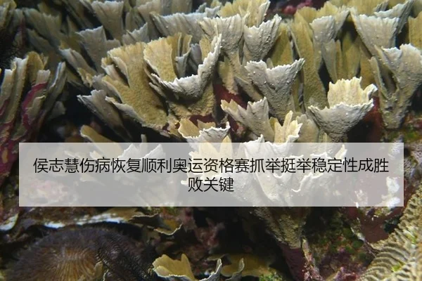 hou-zhi-hui-shang-bing-hui-fu-shun-li-ao-yun-zi-ge-sai-zhua-ju-ting-ju-wen-ding-xing-cheng-sheng-bai-guan-jian-2-432.jpg