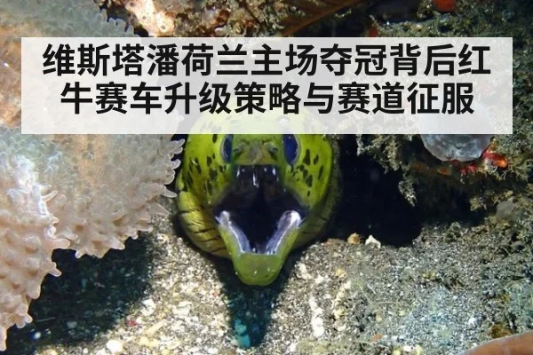 维斯塔潘荷兰主场夺冠背后红牛赛车升级策略与赛道征服